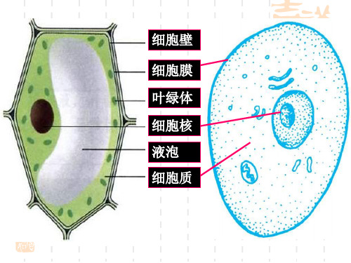 细胞分裂、生长和分化 初一生物 课件