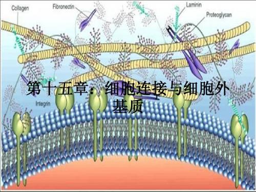 第十五章：细胞社会的联系：细胞连接细胞黏...