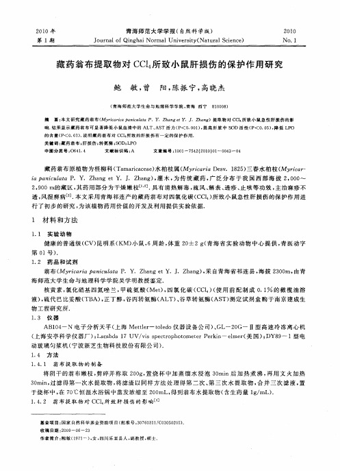 藏药翁布提取物对CCl4所致小鼠肝损伤的保护作用研究