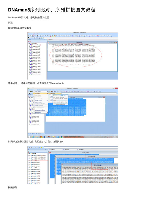 DNAman8序列比对、序列拼接图文教程