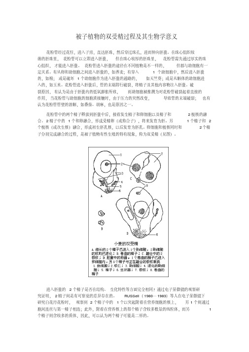 被子植物的双受精过程及其生物学意义(精)