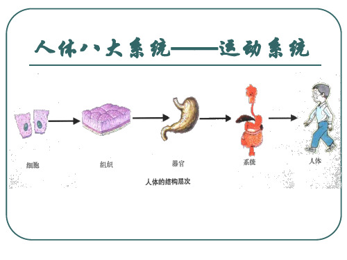 人体八大系统——运动系统 ppt课件