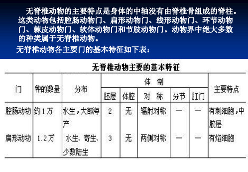 无脊椎动物部分二