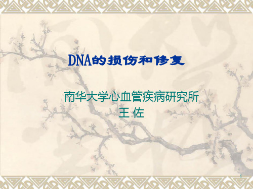 医学分子生物学 DNA的损伤和修复