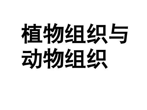 2.5植物的组织与动物的组织