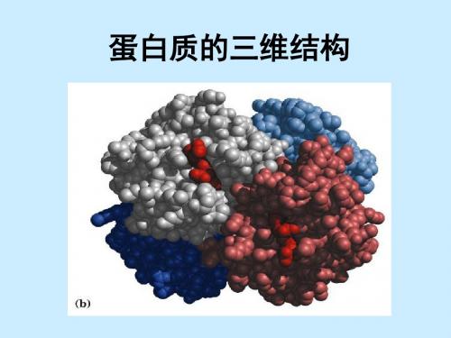 蛋白质的三维结构1