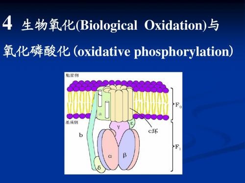 04氧化磷酸化-高中生物竞赛辅导