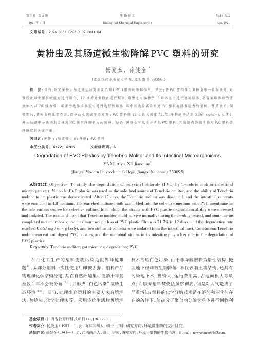 黄粉虫及其肠道微生物降解PVC塑料的研究