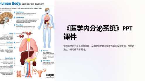 《医学内分泌系统》课件