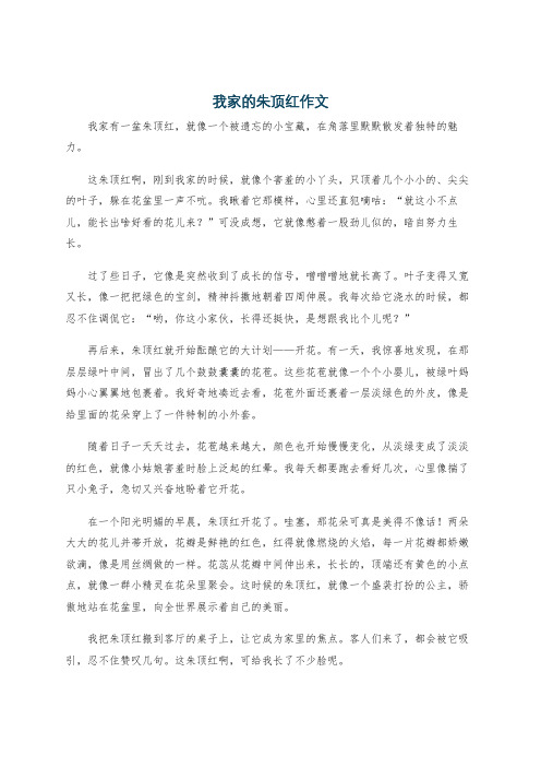 我家的朱顶红作文