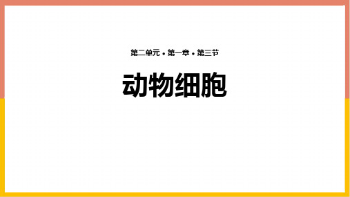 新人教版初中七年级生物上册《动物细胞》ppt教学课件