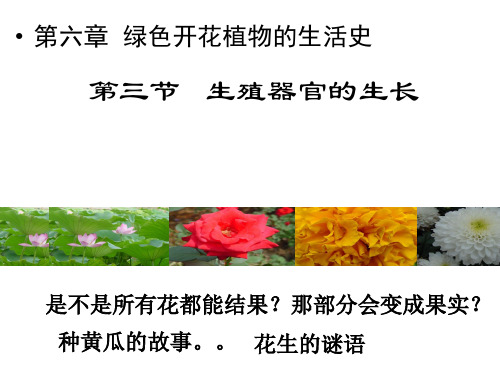 63生殖器官的生长-广东省廉江市实验学校北师大版七年级生物上册课件(共35张PPT)