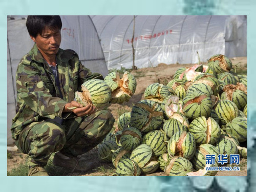 第三章 食用油脂掺伪检验