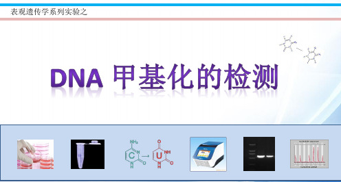 DNA甲基化实验课件