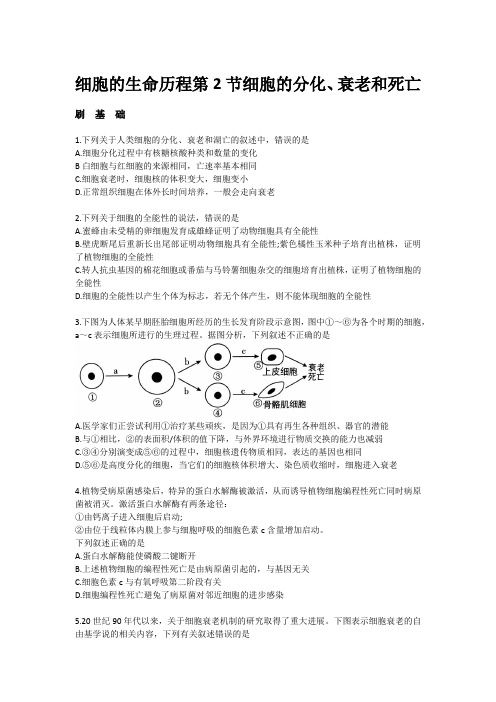 高中生物 高三一轮复习： 细胞的分化、衰老和死亡  习题