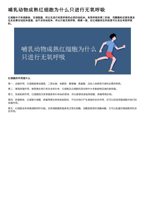 哺乳动物成熟红细胞为什么只进行无氧呼吸