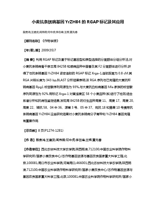 小麦抗条锈病基因YrZH84的RGAP标记及其应用