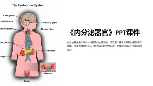 《内分泌器官》课件