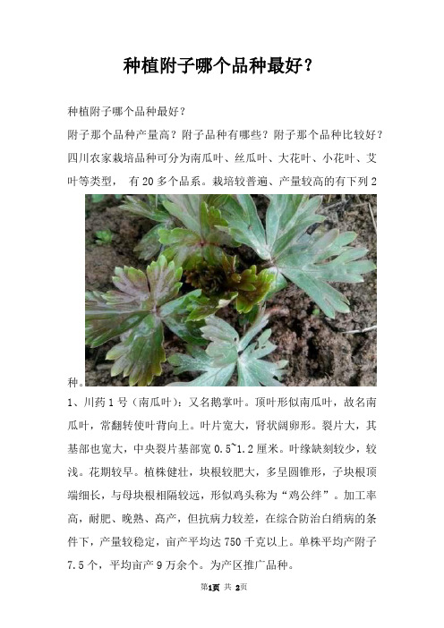 种植附子哪个品种最好？