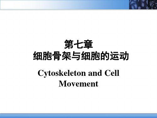 医学细胞生物学：第七章 细胞骨架与细胞的运动