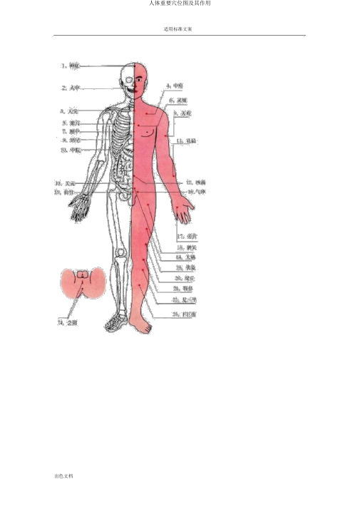 人体重要穴位图及其作用