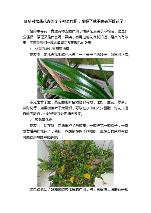 食醋对盆栽花卉的3个神奇作用，掌握了就不愁养不好花了！