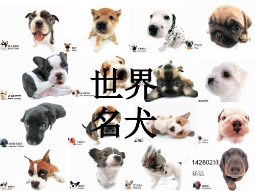 世界名犬