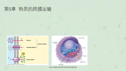 翟中和细胞生物学第5章物质的跨膜运输课件