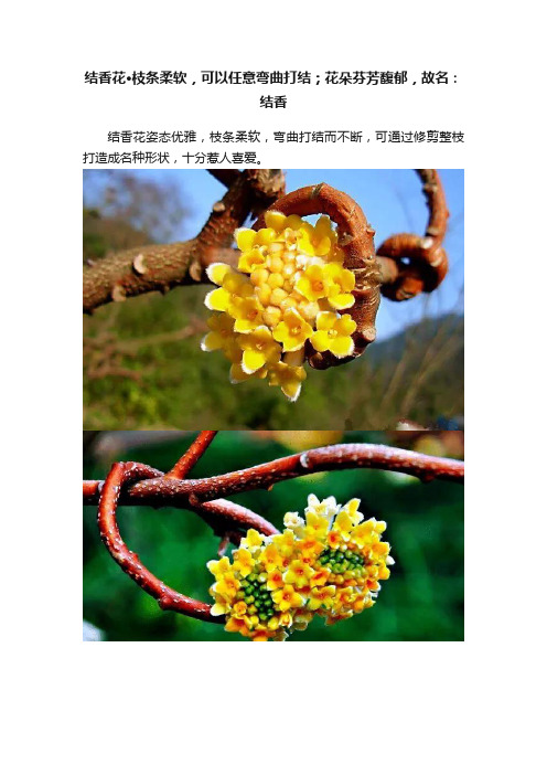 结香花·枝条柔软，可以任意弯曲打结；花朵芬芳馥郁，故名：结香