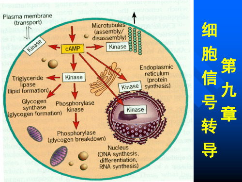 细胞信号转导