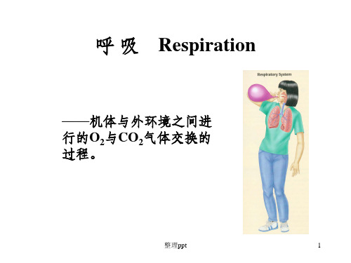 《呼吸Respiration》PPT课件