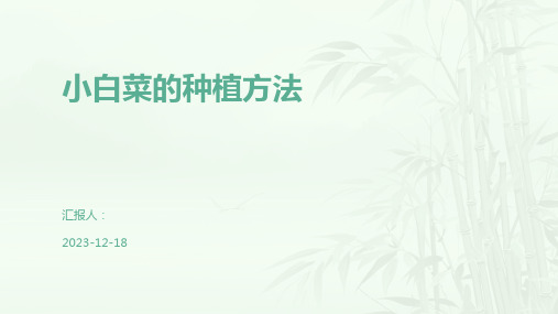 小白菜的种植方法