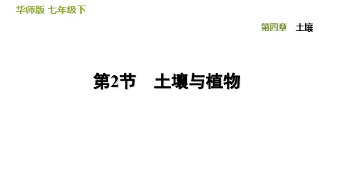 科学七下第4章土壤 同步练习课件4.2  土壤与植物