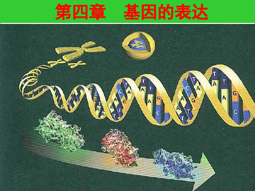 高中生物一轮复习课件-19基因的表达