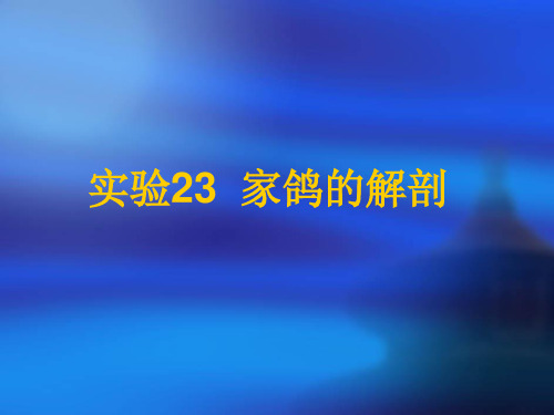 家鸽解剖实验课件