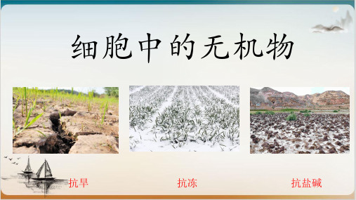 人教版必修一细胞中的无机物公开课-PPT