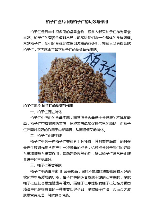 柏子仁图片中药柏子仁的功效与作用