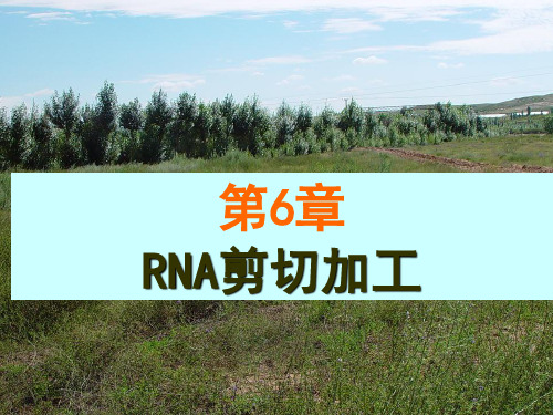 第6章    RNA剪切加工