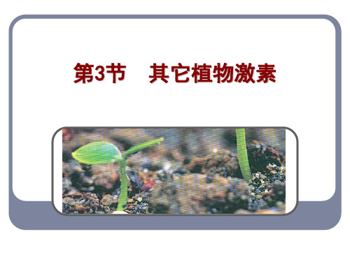 人教版教学课件其它植物激素课件