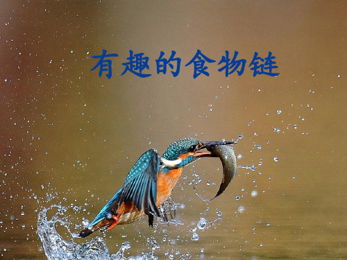 苏教版教材《有趣的食物链》教研课件1