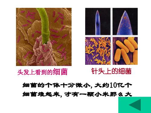 六年级科学上册细菌课件6青岛版0802536