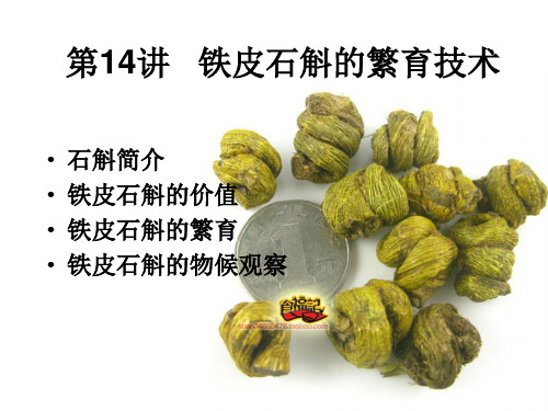 第14章 铁皮石斛快速繁育