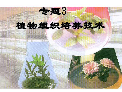 精品  高中生物人教版必修一：《菊花的组织培养》课件》课件ppt