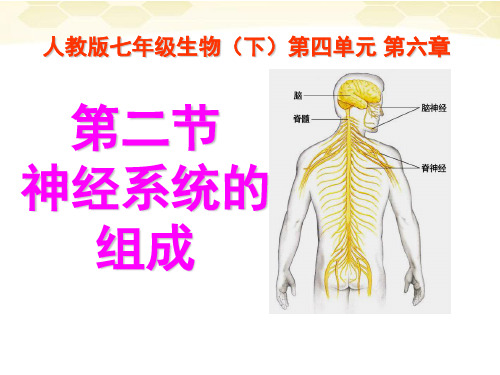 初中生物七年级《神经系统的组成》公开课课件