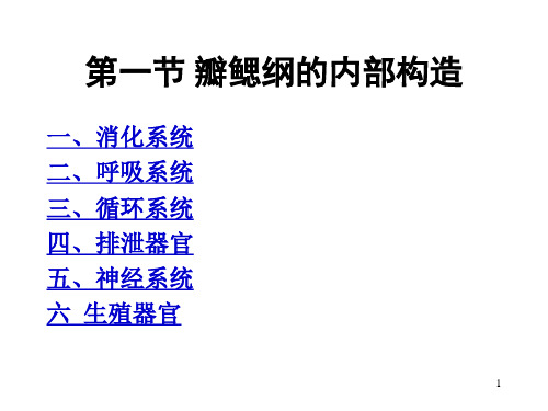 贝类的内部构造PPT参考幻灯片