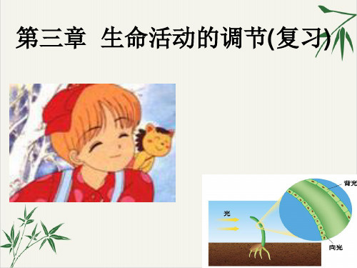 浙教版八级科学上册生命活动的调节复习课