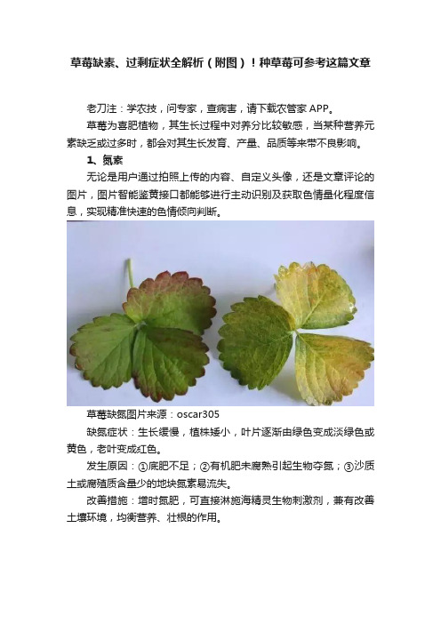 草莓缺素、过剩症状全解析（附图）！种草莓可参考这篇文章