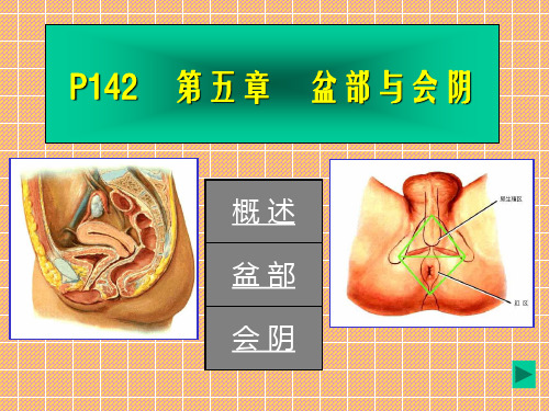 盆部与会阴