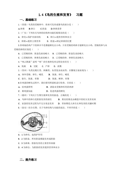 人教版初中生物八年级下册第七单元第一章第4节鸟的生殖和发育(习题)(解析版)