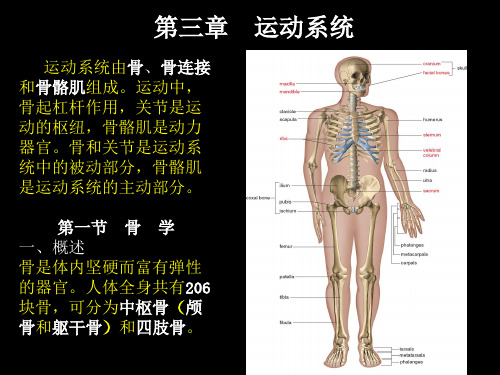 人体解剖生理学运动系统部分内容